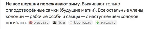 Шершни на даче. Кто как боролся с ними?