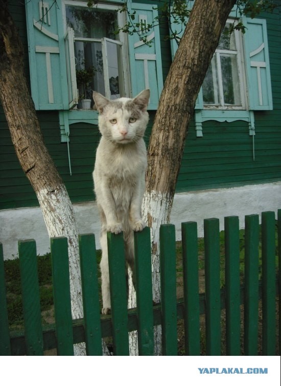 Котовторник   27.08.2013