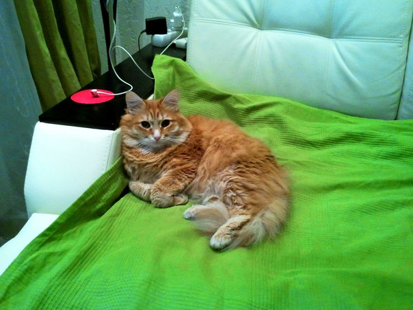 Котовторник 8.10.2013