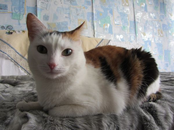 Котовторник 29.10.2013
