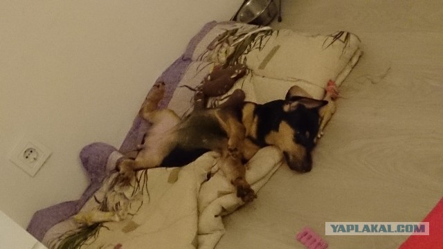 Что такое собака в доме