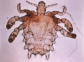 Насекомые с близкого расстояния