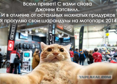 Международная выставка кошек Кэтсбург 2014