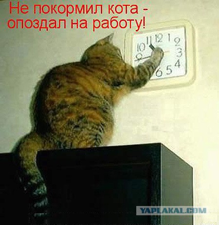 Котовторник  25.03.2014