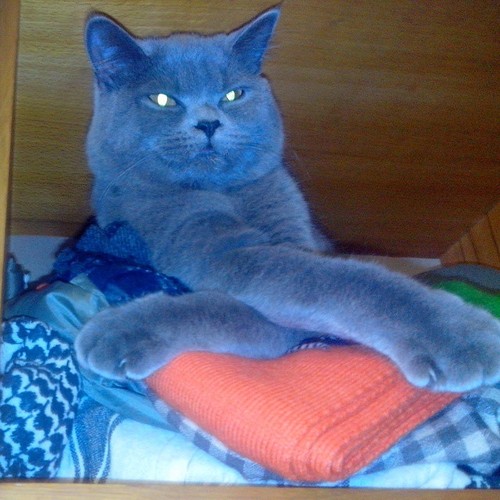 Котовторник 04.11.2014