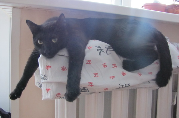 Котовторник