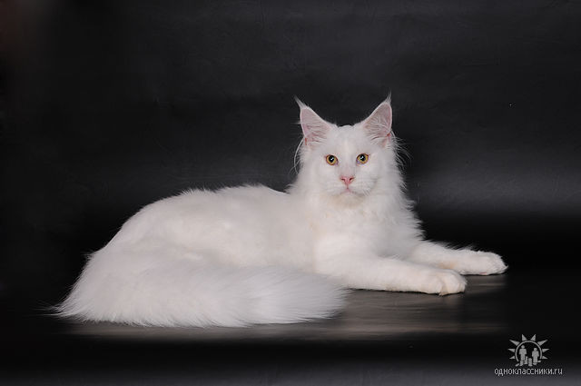 Котята мейн куны.