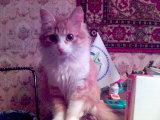 Котовторник 31.03.2015