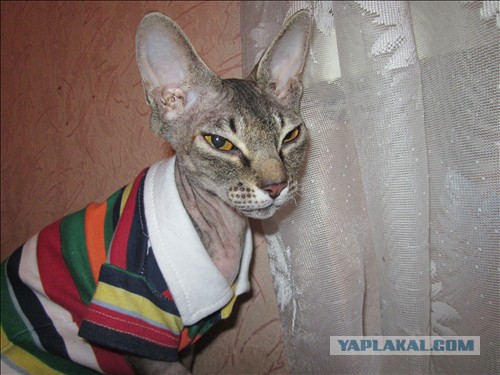 Котовторник