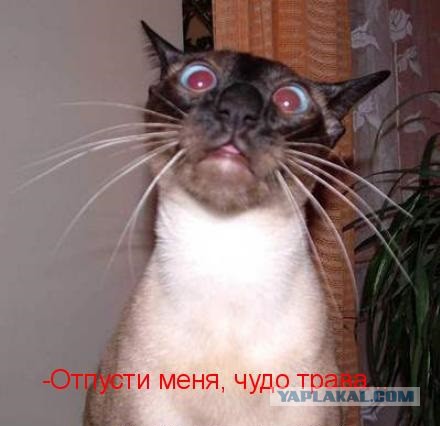 Пиво. Пить или не пить?