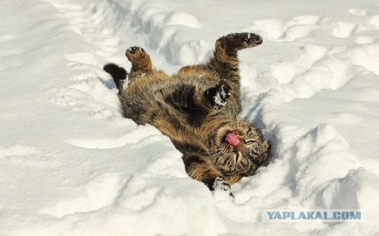 Котовторник 22.12.2015