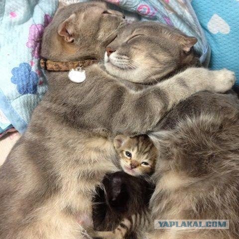 Котовторник