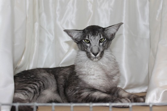 Кому кота