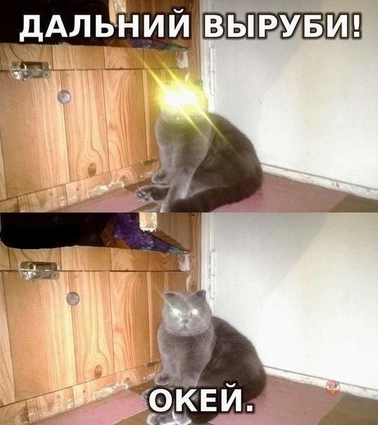 14 кошачьих неприятностей