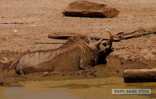 Кое-кто из сетей