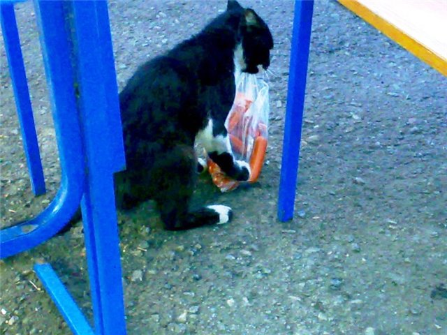 Коты, которые пытались что-то украсть