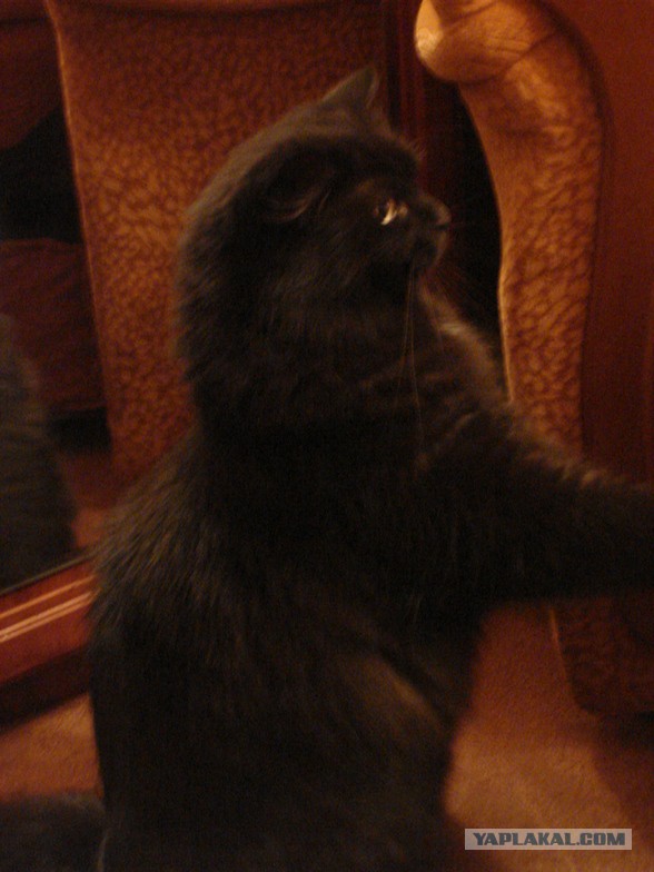 Лечение гаражного кота Кардана.