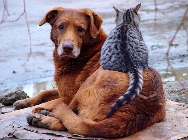 Мохнатые беспредельщики