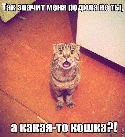 Прикольные животные