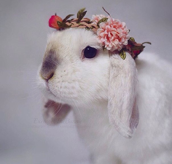 Самые смешные животные