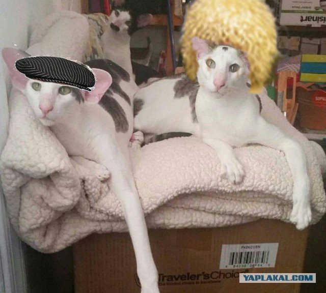 Кот грузинский