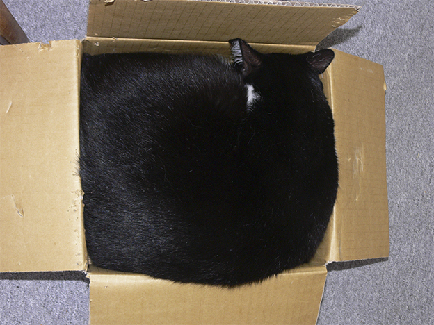 Коробочные коты или кошачий склад