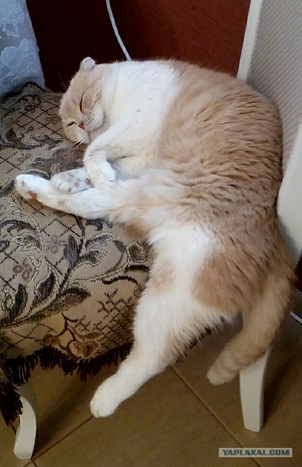 Котовторник 07.02.2017