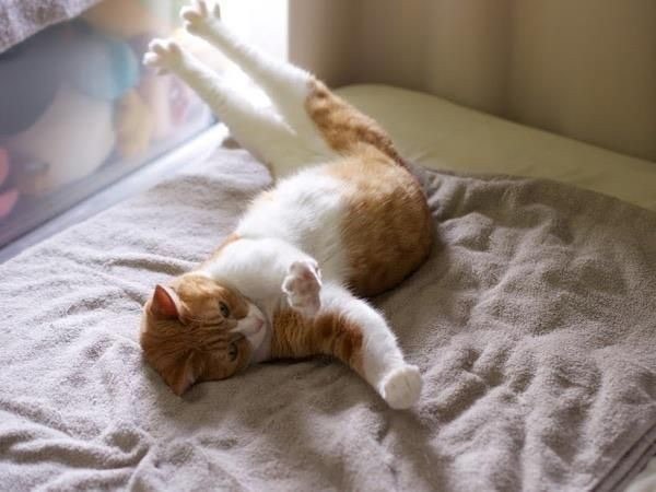Коты и Кошки