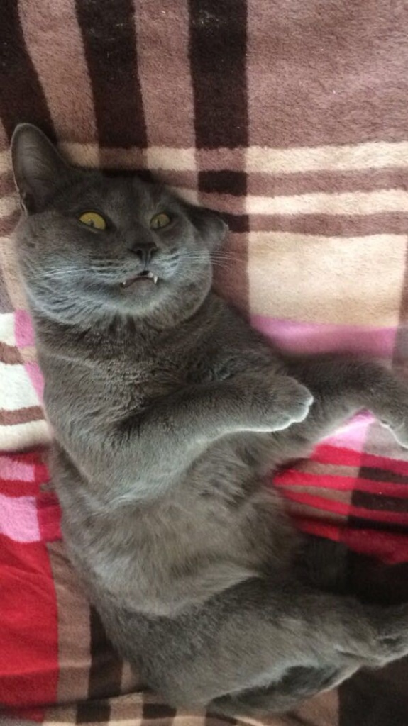 Коты и Кошки