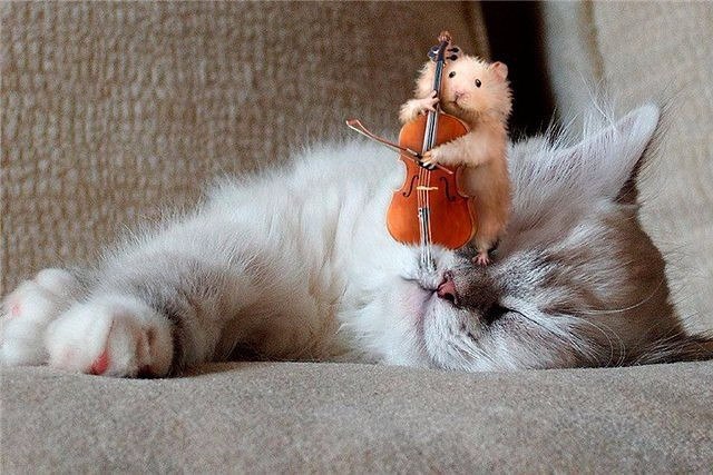 Коты и Кошки