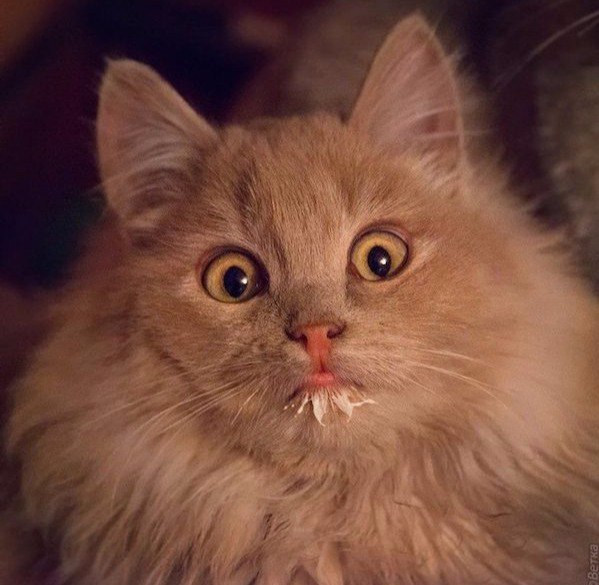 24 кота, которые подняли дерзость на новый уровень