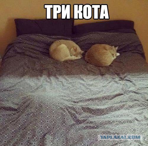 Картинок пост