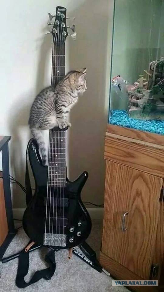 Котовторник 9.01.2018