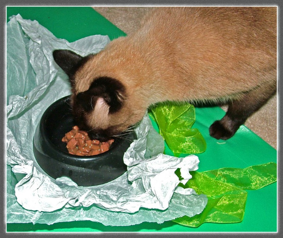 Новогодний КОТОВТОРНИК!