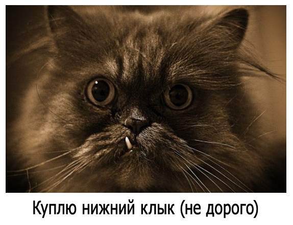 И у котов бывают тещи...