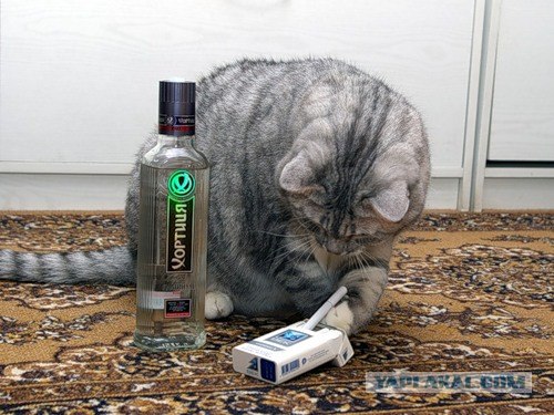 Кот ест дыню!