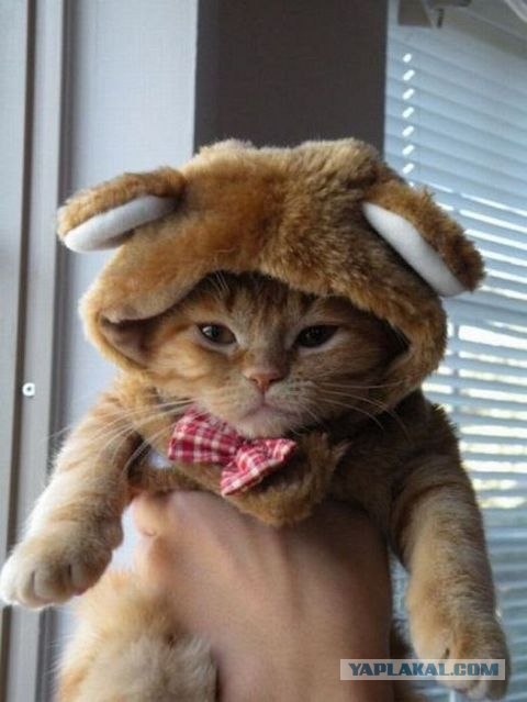 Шапочная мода для котов