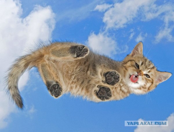 Котовторник! 11.10.11
