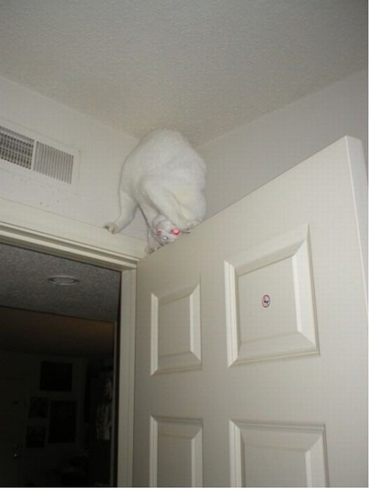 Котовторник 17 января