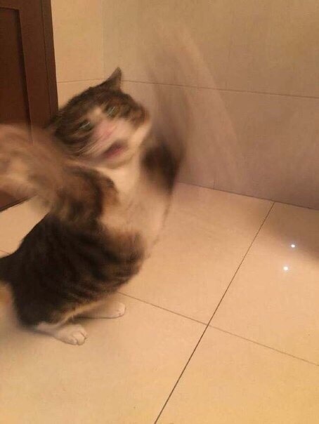 Прикольных котов пост