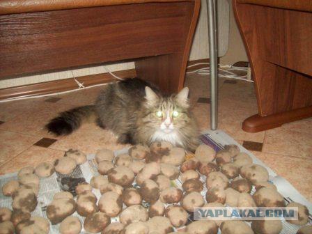 Котовторник  от 3.04.2012