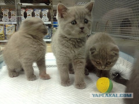 Котовторник 24.04.2012