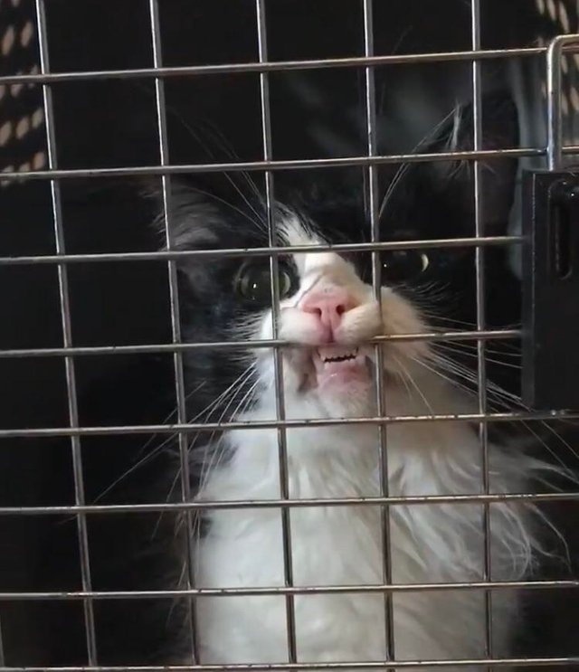 Прикольных котов пост