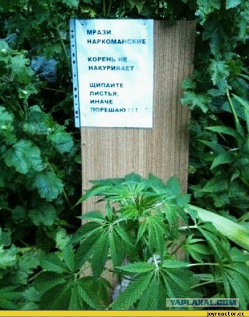 Наркомания, весеннее обострение и деградация