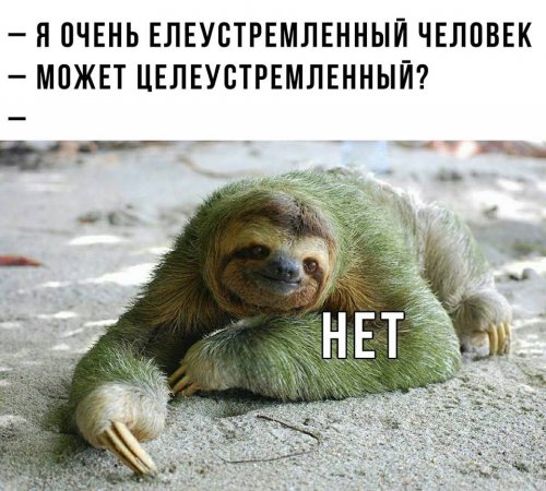Анекдоты, соц-сети и картинки с надписями