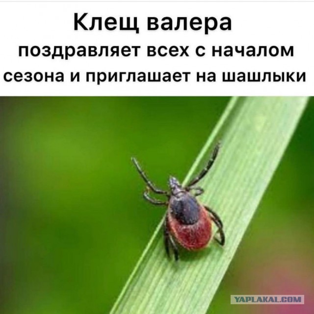 Решили пожарить шашлычка на выходных