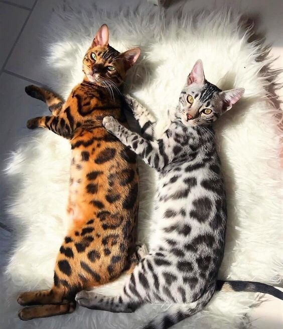 Забавные фото котеек