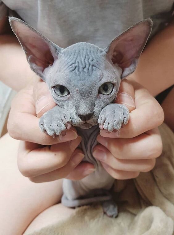 Забавные фото котеек
