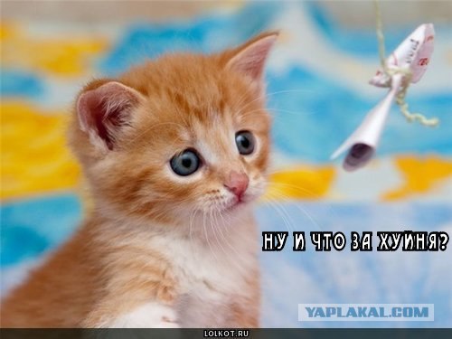 Следи за Buzz-аром!