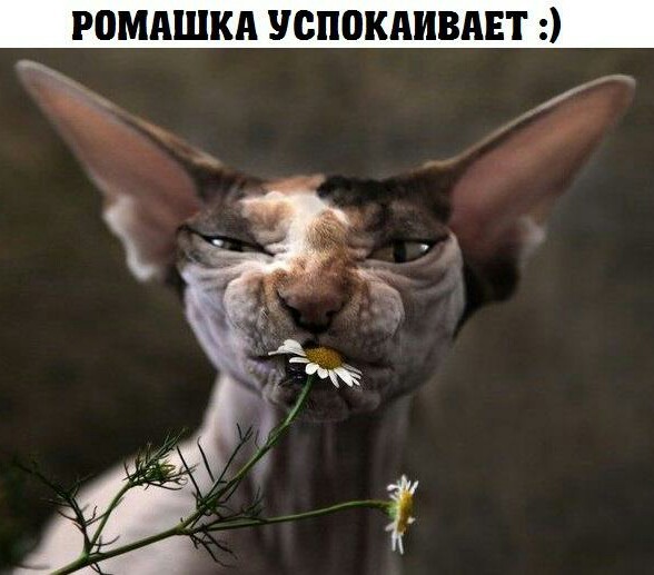 Котофотки с описанием